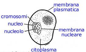 Cellula Procariotica ed Eucariotica