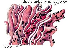 reticolo-endoplasmatico