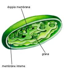 cloroplasti