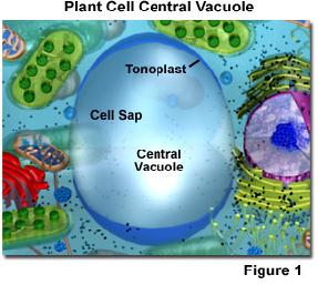 vacuolo-centrale