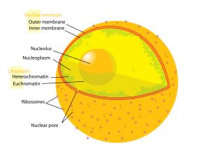 Membrana Nucleare