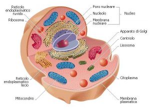 cellule-eucariotiche