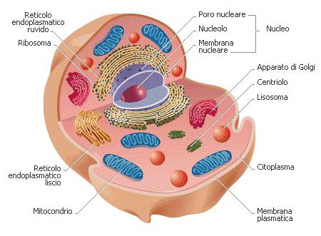 cellule-eucariotiche