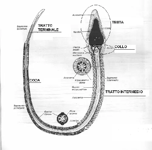 anatomia-spermatozoo