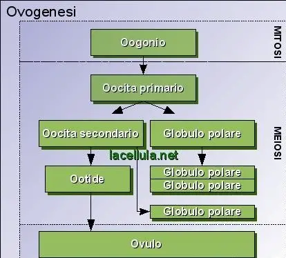 ovogenesi-embriologia