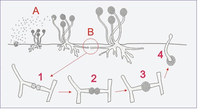 riproduzione asessuata embriologia