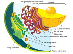 lisosomi-golgi-reticolo