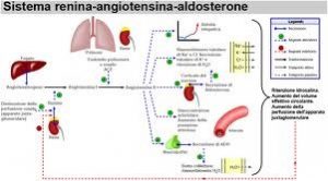 angiotensina