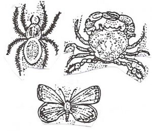 artropodi
