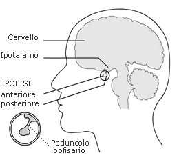 ipotalamo-Ipofisi