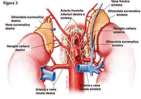 corticale-surrene