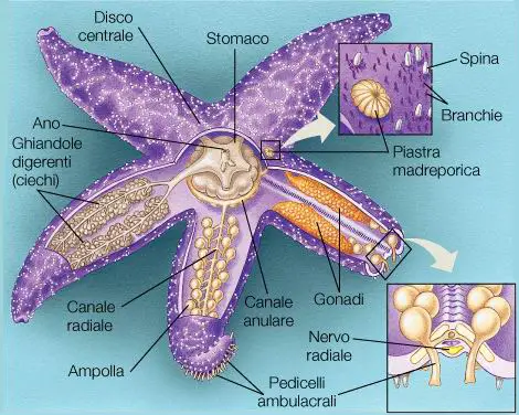 echinodermi