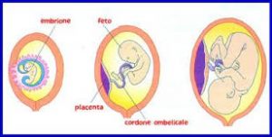 feto-ed-embrione