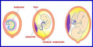 feto-ed-embrione