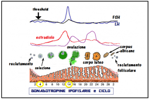 regolazione-ormonale