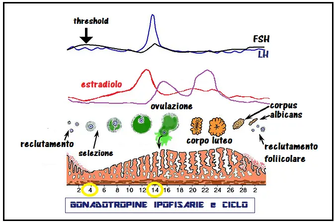 regolazione-ormonale