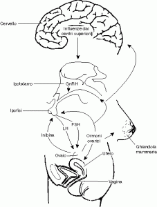 Asse Ipotalamo – Ipofisi – Gonade