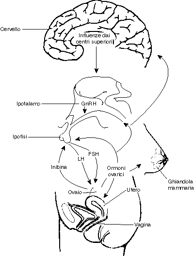 Asse Ipotalamo – Ipofisi – Gonade