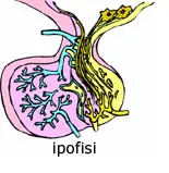 ipofisi_1