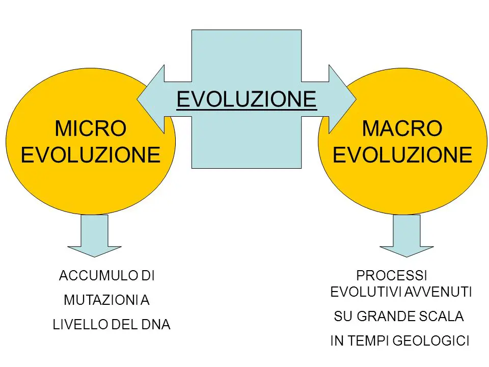 microevoluzione-macroevoluzione