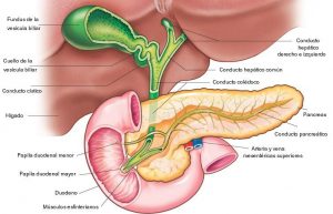 pancreas_2