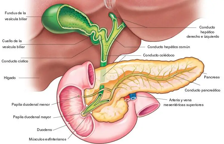 pancreas_2