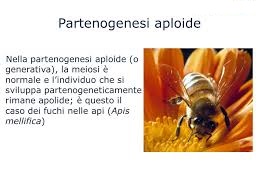 partenogenesi