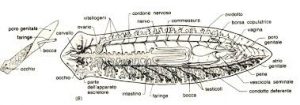platelminti