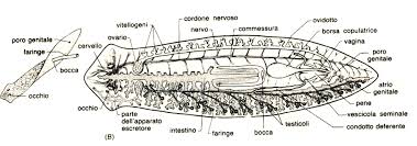 platelminti