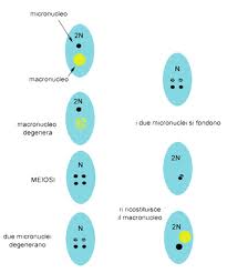 protozoi