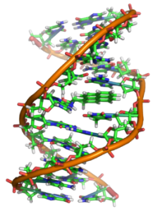 DNA_struttura-e-funzioniJDG
