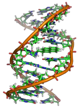 DNA_struttura-e-funzioniJDG