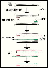 pcr