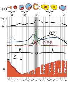 ciclo-mestruale