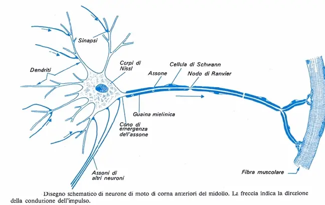 Dendriti