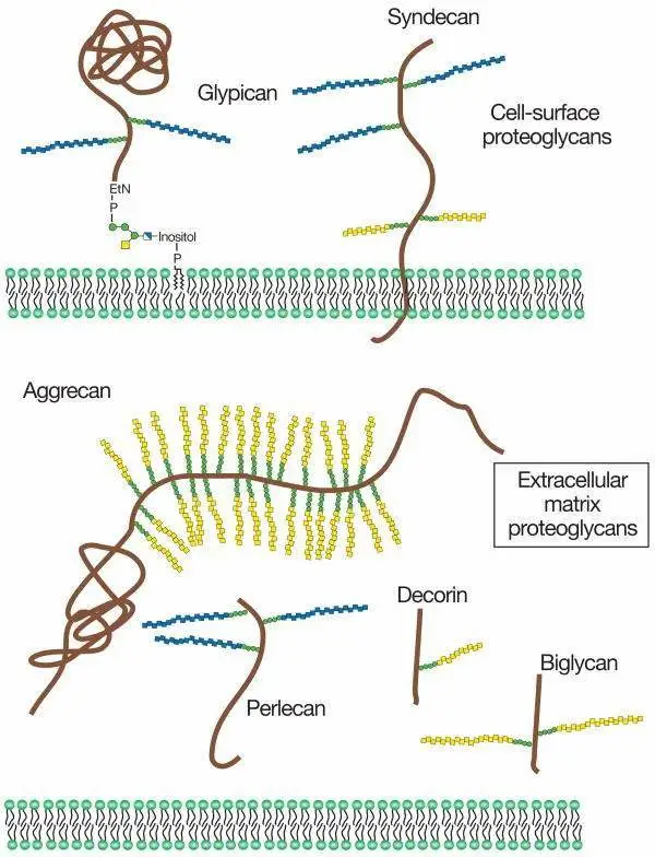 derma