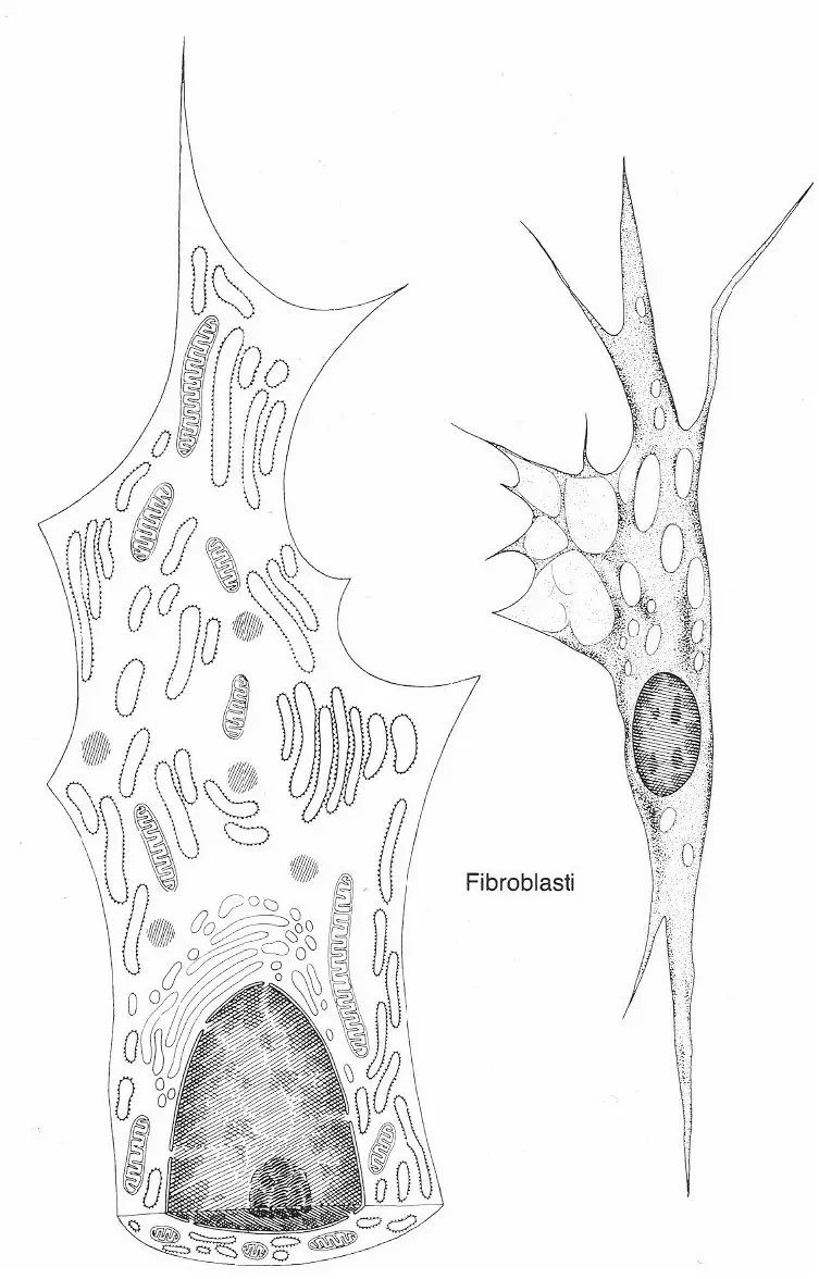 fibroblasti