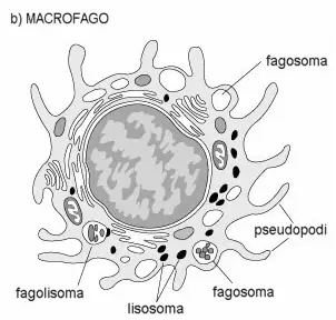 macrofagi