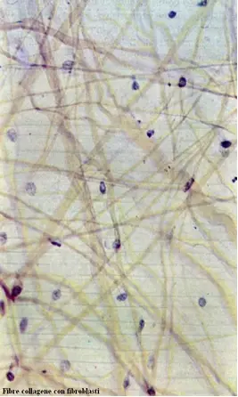 fibre-collagene