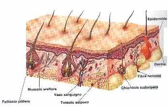 epidermide-apparato-tegumentario