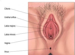 Vagina