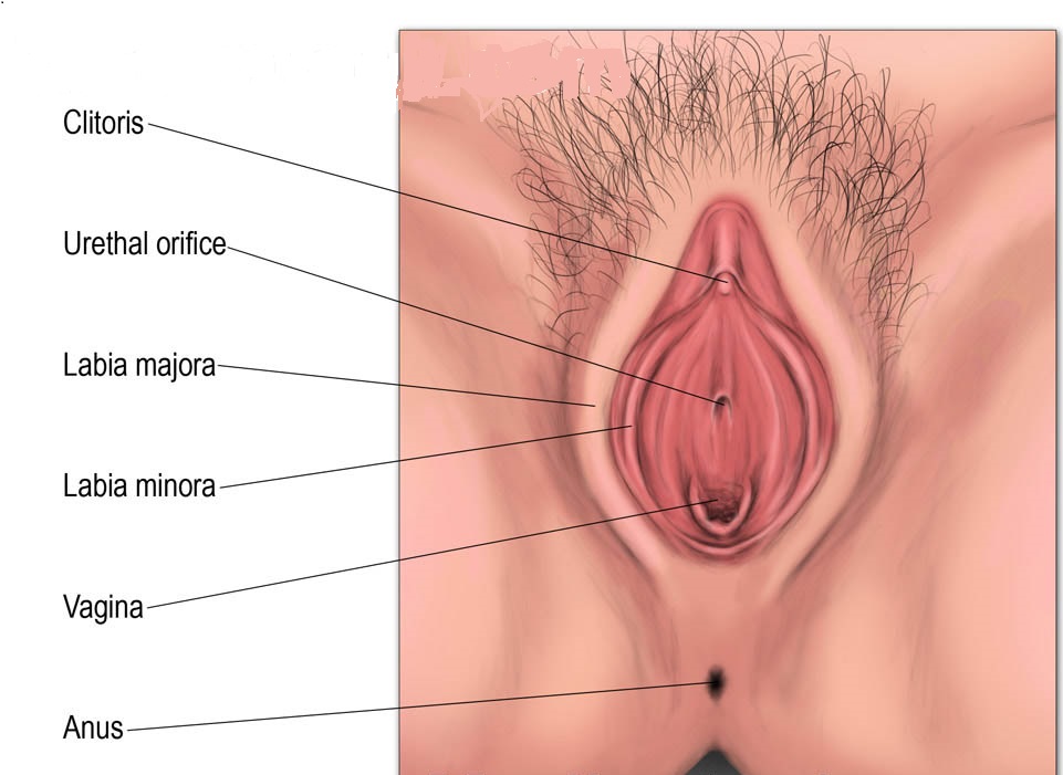 How Deep Is A Female Vagina