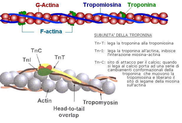 actina-e-miosina