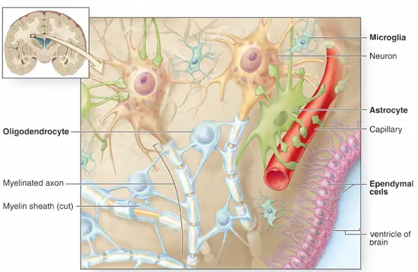 glia-nevroglia