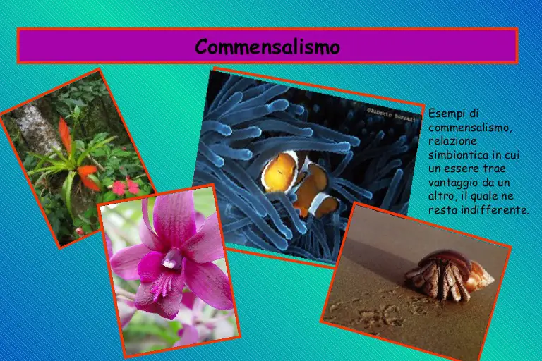 commensalismo