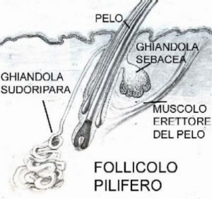 follicolo-pilifero