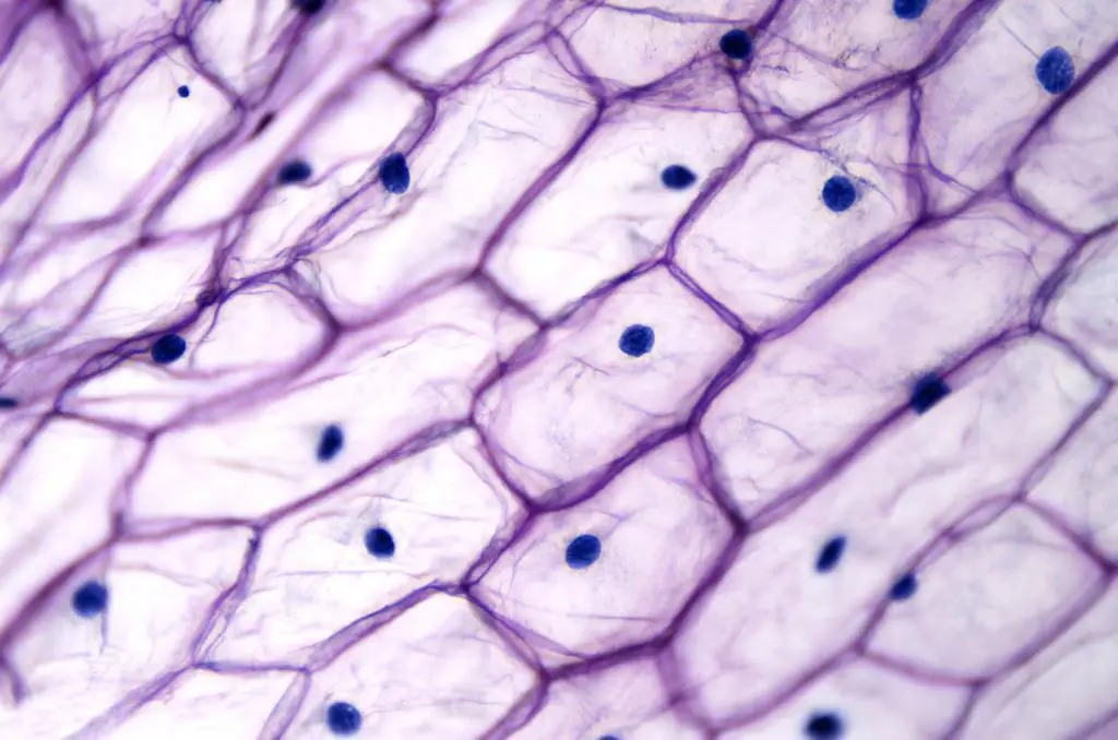 epidermide