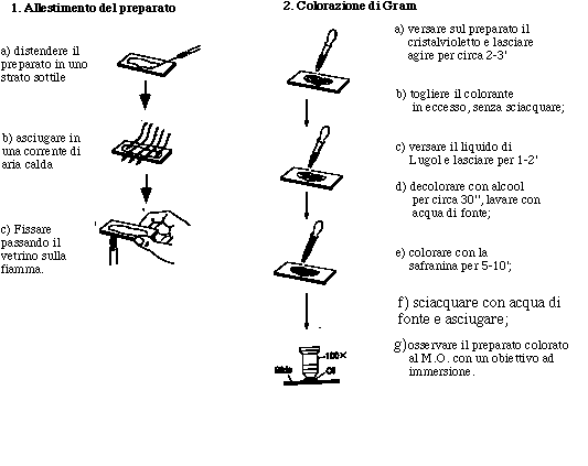 colorazione-di-gram