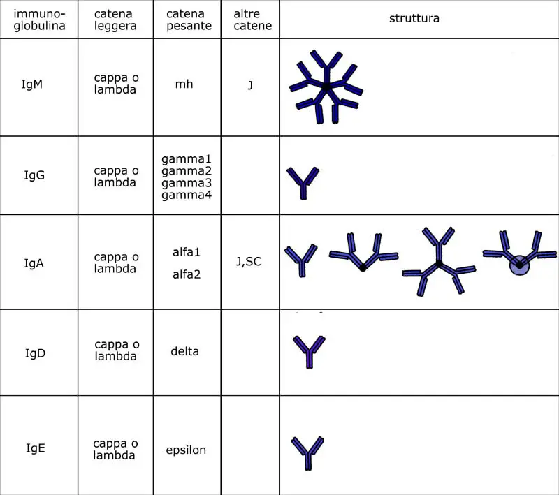 immunoglobuline