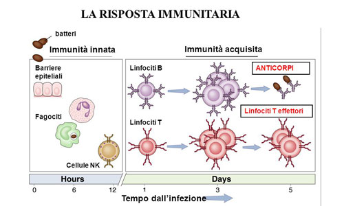 linfociti-altissimi